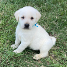 Labrador Retriever Puppy Phil