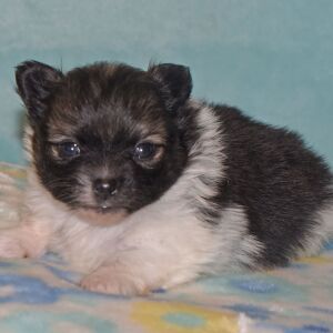 Pomeranian Puppy Piper