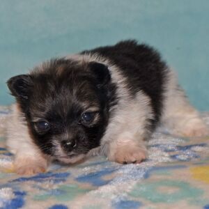 Pomeranian Puppy Piper