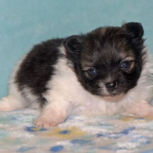 Pomeranian Puppy Piper