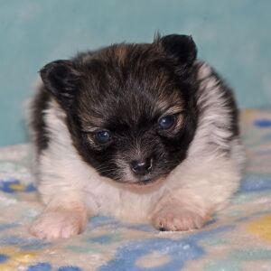 Pomeranian Puppy Piper