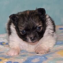 Pomeranian Puppy Piper