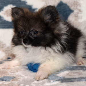 Pomeranian Puppy Piper