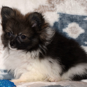 Pomeranian Puppy Piper