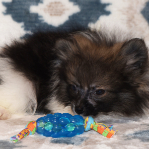 Pomeranian Puppy Piper
