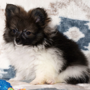 Pomeranian Puppy Piper