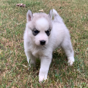 Pomsky Puppy Aspen