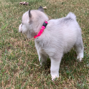 Pomsky Puppy Aspen