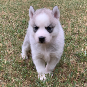 Pomsky Puppy Aspen