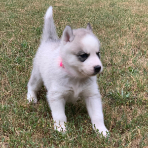 Pomsky Puppy Aspen
