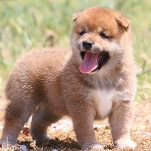 Shiba Inu Puppy Laker
