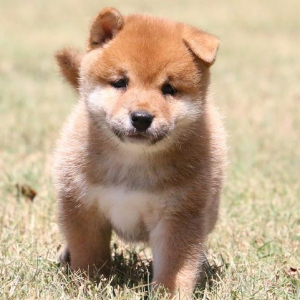 Shiba Inu Puppy Laker