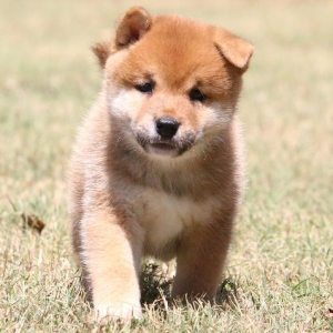 Shiba Inu Puppy Laker