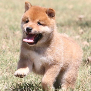 Shiba Inu Puppy Laker