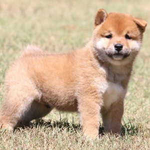 Shiba Inu Puppy Laker