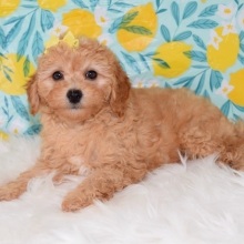 Maltipoo Puppy Sophie