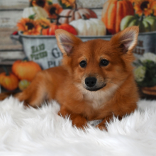 Pomeranian Puppy Franky