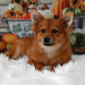Pomeranian Puppy Franky