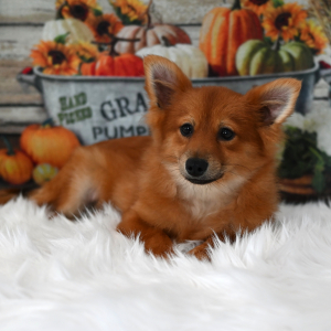 Pomeranian Puppy Franky
