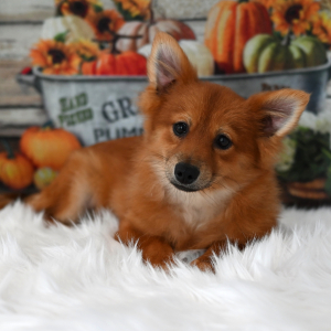 Pomeranian Puppy Franky