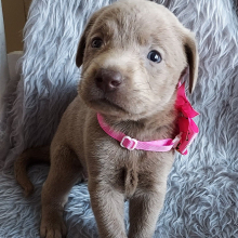 Labrador Retriever Puppy Bristol