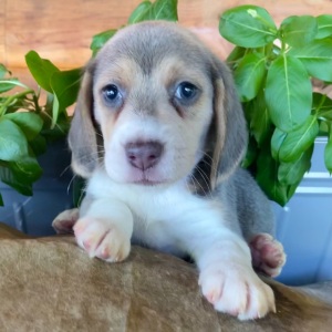 Beagle Puppy Ramona