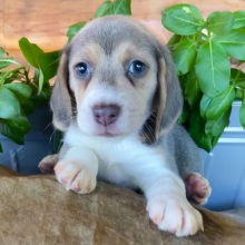 Beagle Puppy Ramona