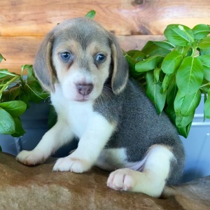 Beagle Puppy Ramona