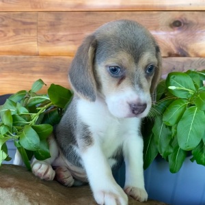 Beagle Puppy Ramona