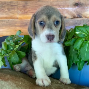 Beagle Puppy Ramona