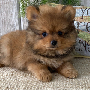 Pomeranian Puppy Bear