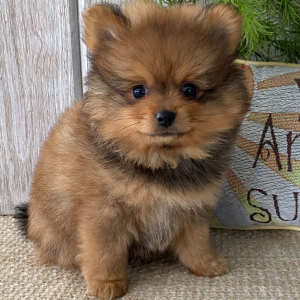 Pomeranian Puppy Bear
