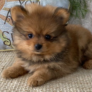 Pomeranian Puppy Bear