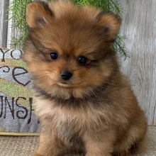 Pomeranian Puppy Bear