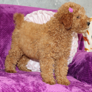 Goldendoodle Puppy Violet