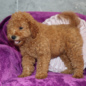 Goldendoodle Puppy Violet