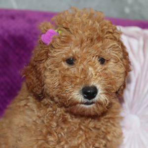 Goldendoodle Puppy Violet