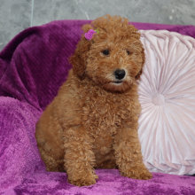 Goldendoodle Puppy Violet