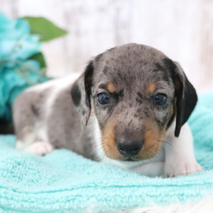 Dachshund Puppy Milky Way