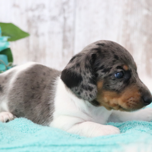Dachshund Puppy Milky Way