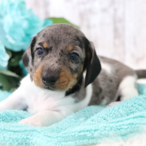Dachshund Puppy Milky Way