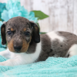Dachshund Puppy Milky Way