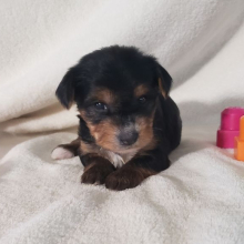 Yorkshire Terrier Puppy Kyrah