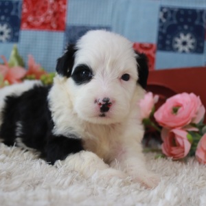 Portuguese Water Dog Puppy Patricia