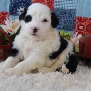 Portuguese Water Dog Puppy Patricia