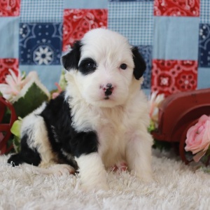 Portuguese Water Dog Puppy Patricia