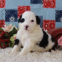 Portuguese Water Dog Puppy Patricia