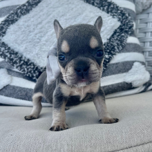 French Bulldog Puppy Titi