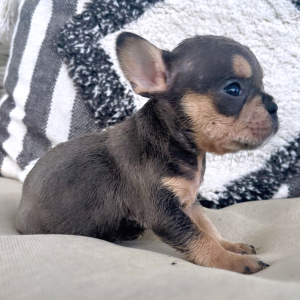 French Bulldog Puppy Titi