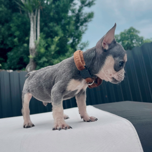French Bulldog Puppy Titi